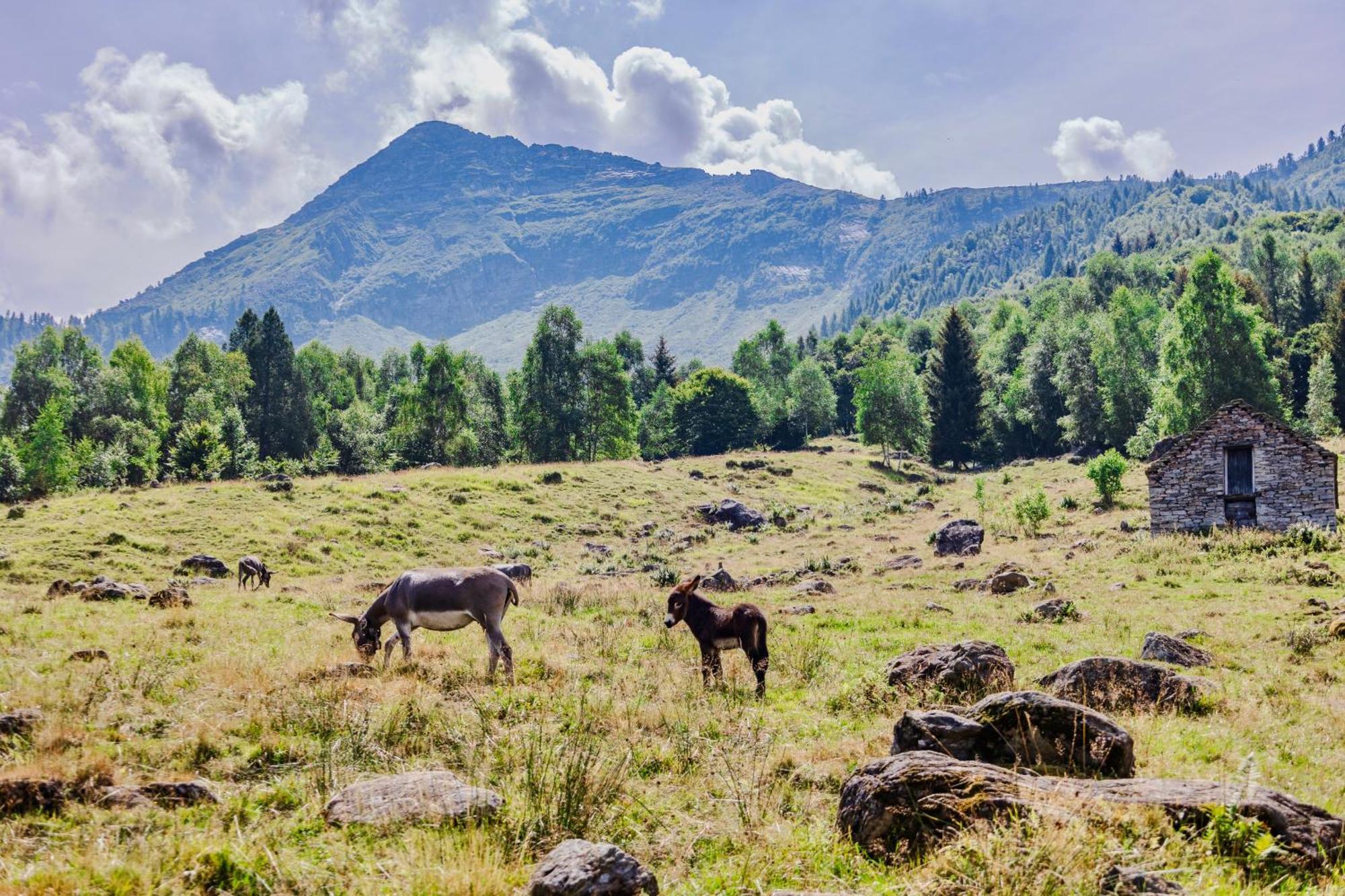 Rifugio Parpinasca Pansiyon Trontano Dış mekan fotoğraf